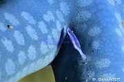 Periclimenes soror Linckia laevigata-Wakatobi Pasar wajo Beach-3m-20180602-Denis-ADER-DSC_3279_tn